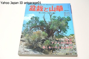 盆栽と山草・暮しに緑とうるおいを・創刊新春号/昭和54年/アメリカの盆栽・春を呼ぶ山野草・暮しをいろどる山野草・五葉松のすべて