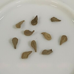 Pachypodium namaquanum種子10粒★第四種送料(110)