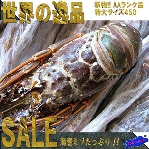 特大サイズ「伊勢海老」 1尾400g以上 ロブスター...世界の逸品を是非！！