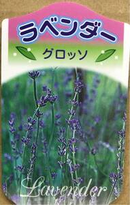 花付き イングリッシュラベンダー 苗3株