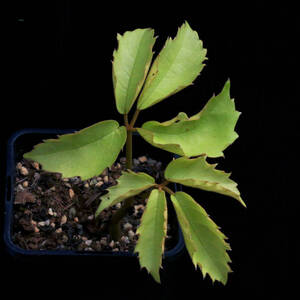 テトラスティグマ Tetrastigma voinierianum ラフレシア宿主植物 ∂∂∂