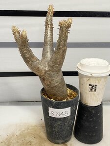 8848 「塊根植物」パキポディウム エニグマティクム 植え【発根・Pachypodium enigmaticum・多肉植物】