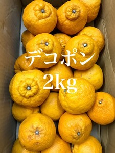 【熊本県産】不知火みかん デコポン 家庭用 訳アリ品 約2kg【東北北海道地方への発送不可】