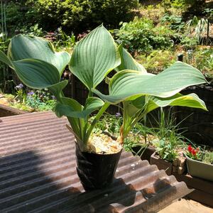 ★花芽付き【ギボウシ・サガエ＊Hosta Sagae】現物品