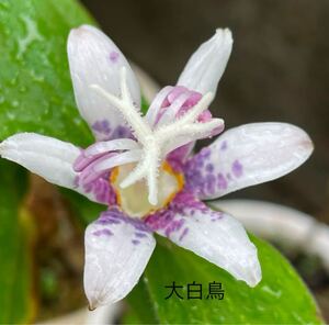 ホトトギス「大白鳥」5芽　山野草