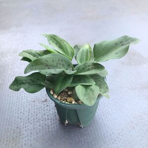 【送料無料】ドリミオプシス 1Drimiopsis　斑入り 球根　観葉 植物　まとめ売り　お買い得 抜き苗のおまけつきピクミンのような可愛い植物