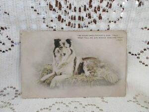 アンティーク　ポストカード　絵葉書　犬　コリー　メッセージ　1909年