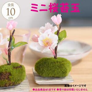 【新品・送料無料】『ミニ桜 苔玉』　造花　花材　置物　インテリア　アートフラワー　さくら