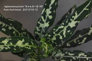 【イベント告知！】AZ便！ Aglaonema pictum 