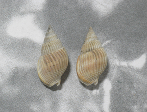 貝の標本 Nassarius catus(Gould.1850) set 2. 台湾