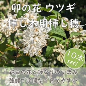 ウノハナ ウツギ 挿し木用 挿し穂10本 純白の花とつぼみが可愛い 卯の花 耐寒性◎ 山野に自生する 園芸 ガーデニング