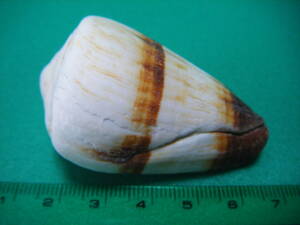 天然採取の貝殻　「正式名不明」　標本　超美品　７５