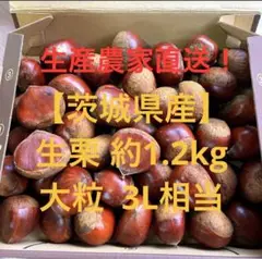 【茨城県産】生栗 大粒  3L相当 約1.2kg