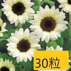 【花の種】３０粒　珍しい白いヒマワリ　ひまわり　ホワイトナイト　花びらが白系　４種郵便にて発送