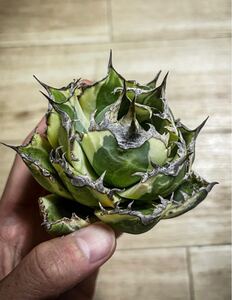 アガベ　美形　スナグルトゥース　ボール型　オテロイ　子株　agave 発根済み