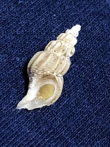 貝殻標本　エゾバイ類