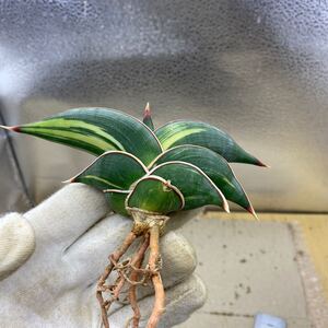 サンスベリア　ロリダ　斑入りSANSEVIERIA RORIDA Lavranos 23319 VARIEGATED 多肉植物 超希少種レアな サンセベリア錦 