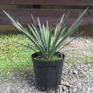 現物出品【ユッカ・フィリフェラ＊Yucca filifera】７号　