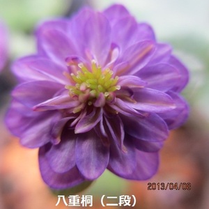 雪割草　銘品　八重桐　二段咲　１芽