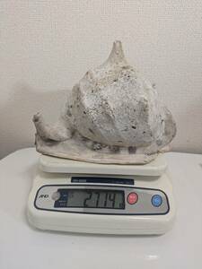 【重量約2.7kg】トウカムリガイ 貝殻 標本 置物 インテリア