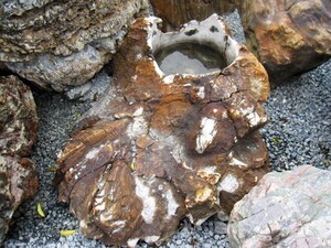 木化石 つくばい 手水鉢 珪化木 蹲 水鉢 庭石 景石 天然石 和風 庭園 銘石 鑑賞石 ぼっかせき s-ni054