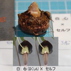 ウラシマソウ HAKsf 白ヒゲ花実生 『白心×セルフ』 M球 1球 【一作開花球】(浦島草、山野草、テンナンショウ)