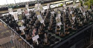 【北軽ガーデン】＊熱帯植物＊Catasetum 24 species value set＊洋ラン原種＊カタセタム原種24種24株のバリューセット＊