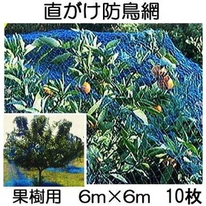 (10枚セット) 果樹用 直がけ防鳥網 1000d 20mm目 6ｍ×6ｍ 強力防鳥網 果樹すっぽり防鳥ネット (zmO3/zsレ)