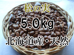 北海道産 天然 松の実 5.0kg 山菜 手作業・こだわり