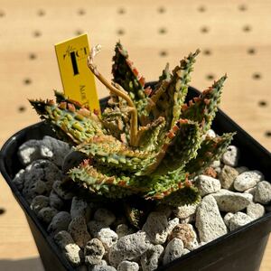 TCT アロエ ハイブリッド 多肉植物 Aloe hybrid 2