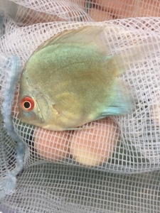 ★即決★ブルーダイヤモンドディスカス ±4-5ｃｍ 熱帯魚