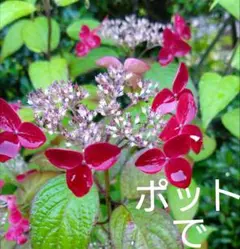 【㉖ポットで】クレナイ　紅　ヤマアジサイ　苗　山アジサイ　山紫陽花