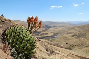 Aloe polyphylla アロエ ポリフィラ 種子　500粒