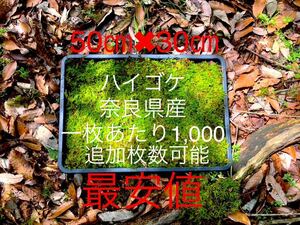 苔 コケ ハイゴケ　10枚セット　奈良県産天然　盆栽 天然ハイゴケ 苔こけ ハイゴケ テラリウム はい苔 ガーデニング