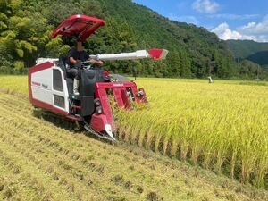 農家直送　令和6年コシヒカリ　こしひかり　新米　兵庫県朝来市産　減農薬　30kg 玄米