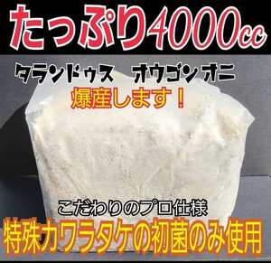 爆産します！極上☆カワラ菌糸ブロック 4000cc クヌギ１００％・1番菌(初菌)使用 タランドゥスやオウゴンオニクワガタ・レギウスの大型化に