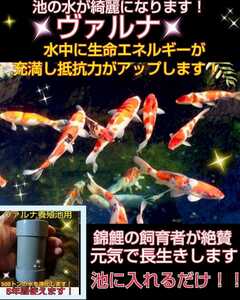 錦鯉の病気がなくなります【ヴァルナ池用】病原菌や感染症など有害物質を強力抑制！透明度が抜群に☆池に入れるだけで５００トン浄化します