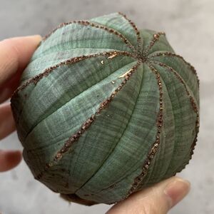 【B6796】★超巨大6.5cm株！！【SS級！極上特選大株！！】ユーフォルビア オベサ Euphorbia obesa ( 検索 アガベ 多肉植物 )