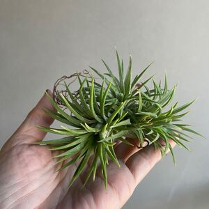 ティランジア イオナンタ ウアメルラ（クランプ）Tillandsia ionantha Huamelula D21