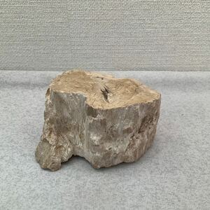 木石　ぼくせき　北海道　天然石　自然石　化石　オブジェ　置物　鑑賞用　約280g