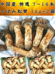 中国産 L~2L特大 二箱【天然 つぼみ 松茸 約1kg×2箱】7～16本 土瓶蒸し 松茸ご飯 暑中見舞 新築祝い 還暦祝 誕生日祝 コンペ賞品 敬老の日