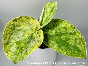 レア！「04」スキンダプサス エキゾチカ ‘YELLOW LAVA’ イエローラバ　Scindapsus Pictus Exotica Yellow Lava 斑入り　カイロ付き梱包