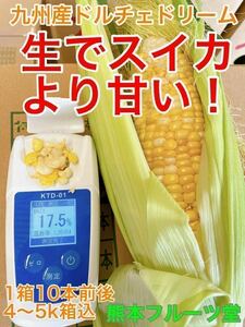 感動の生かじり！九州産 とうもろこし【ドルチェドリーム】10本前後セット（約4〜5kg箱込）37