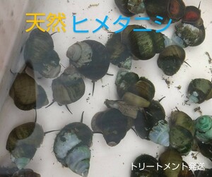 ヒメタニシ60匹☆水質浄化☆