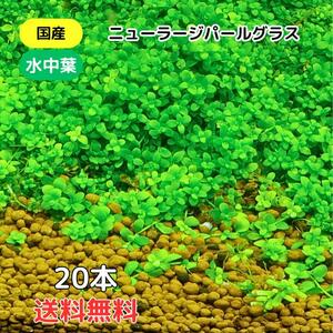 ニューラージパールグラス 送料無料20本 国産 無農薬 水中葉 水草 中景草 後景草 送料無料 メダカ めだか 熱帯魚 アクアリウム 下草 前景草