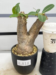 8818 「塊根植物」パキポディウム エニグマティクム 植え【発根・Pachypodium enigmaticum・多肉植物】