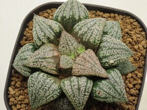 ■[Y049]OZ大型×雲彩　実生　未繁殖【多肉植物　Haworthia　ハオルチア　ハオルシア】