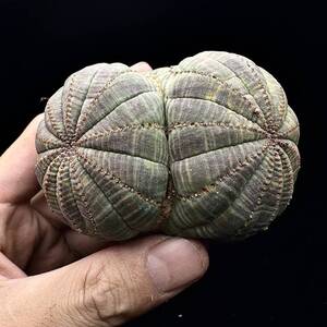 673Eユーフォルビア オベサブロウ Euphorbia obesa 2頭