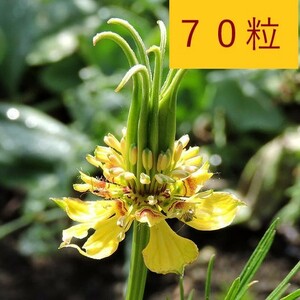 【花の種】７０粒　ニゲラ　オリエンタリス　トランスフォーマー　４種郵便にて発送