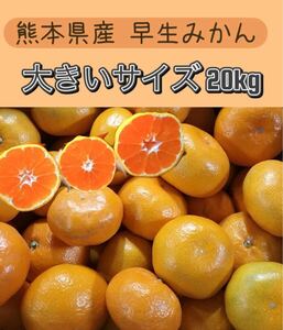 【送料無料◎1スタ!!!!】熊本県産 早生みかん 大きいサイズ 箱込約20kg 家庭用